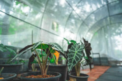 Integrating Pest Control Strategies into Home And Commercial Greenhouses and Nurseries