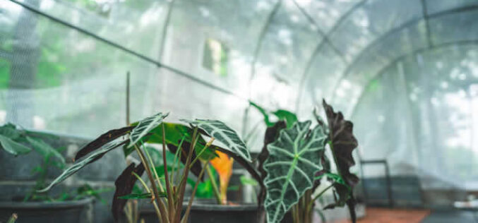 Integrating Pest Control Strategies into Home And Commercial Greenhouses and Nurseries