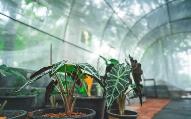 Integrating Pest Control Strategies into Home And Commercial Greenhouses and Nurseries