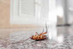 How to Prevent Pest Infestation In a New Home