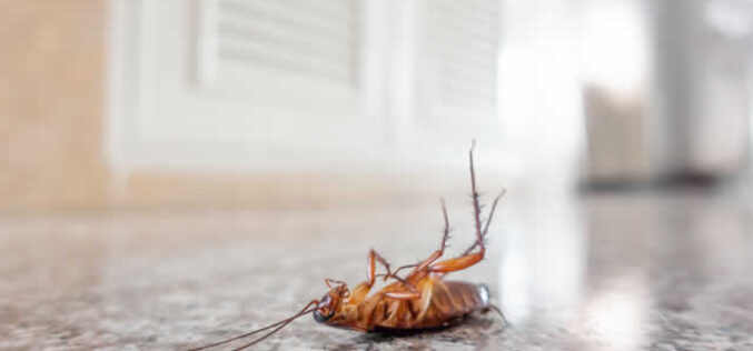 How to Prevent Pest Infestation In a New Home