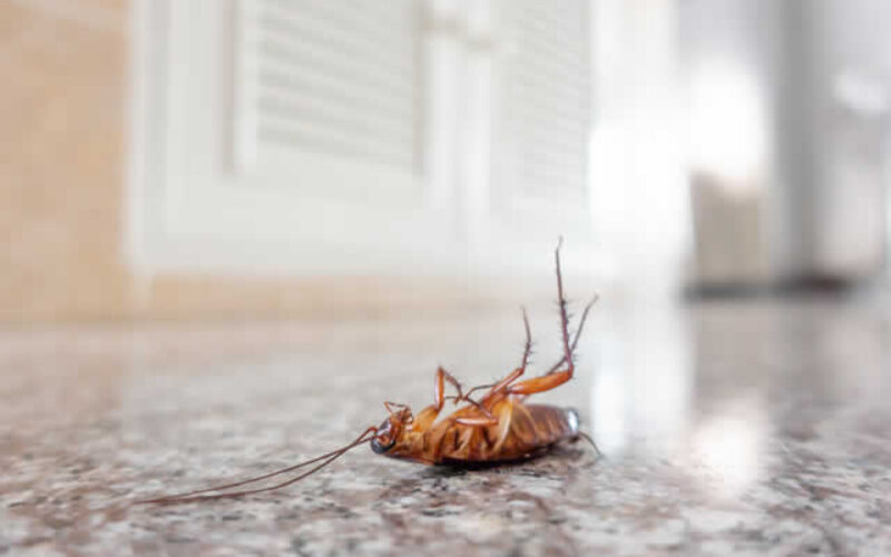 How to Prevent Pest Infestation In a New Home