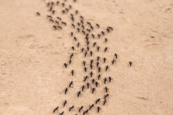 Insect Control Challenges in High-Rise Buildings Solutions