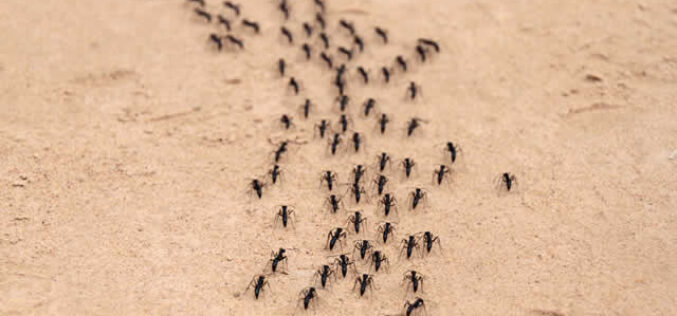 Insect Control Challenges in High-Rise Buildings Solutions