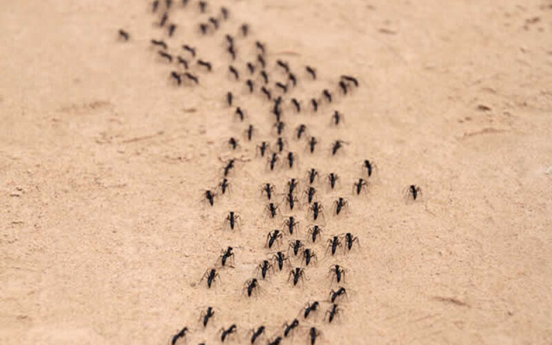 Insect Control Challenges in High-Rise Buildings Solutions
