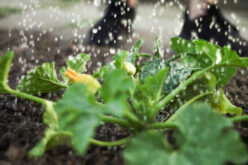 How to Keep Your Yard Work Eco-Friendly