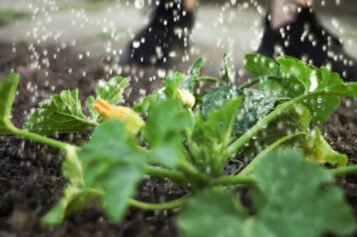 How to Keep Your Yard Work Eco-Friendly