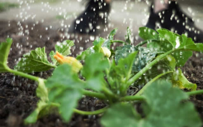 How to Keep Your Yard Work Eco-Friendly