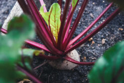 4 Tips to Keeping Your Yard and Garden Healthy