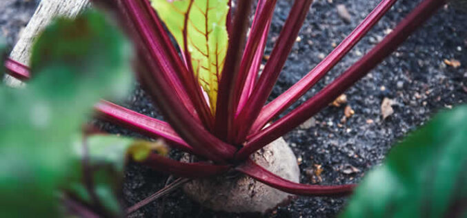 4 Tips to Keeping Your Yard and Garden Healthy