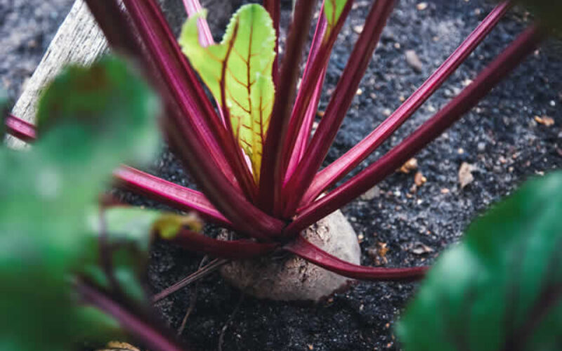 4 Tips to Keeping Your Yard and Garden Healthy