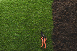 A Beginner’s Guide to Starting an Eco-Friendly Lawn