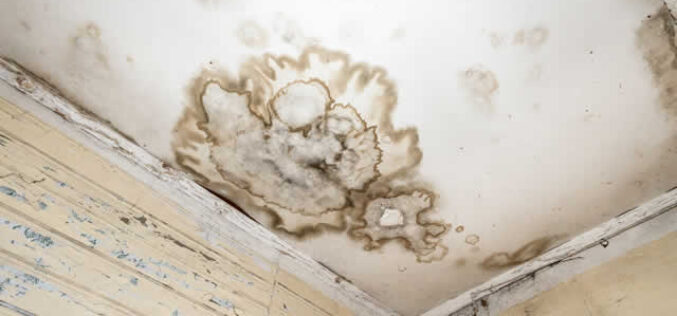 How to Prevent and Manage the Hidden Risks of Household Mold