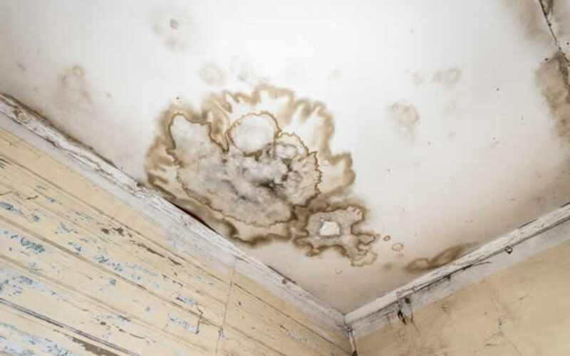How to Prevent and Manage the Hidden Risks of Household Mold