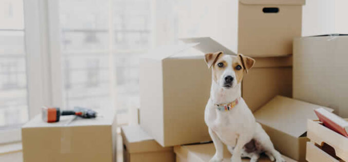 Moving Trends: Where Families Are Moving and Why