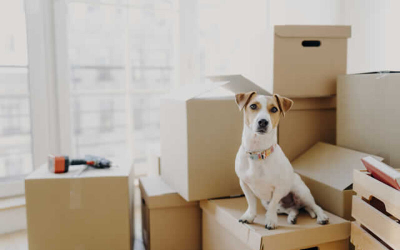 Moving Trends: Where Families Are Moving and Why
