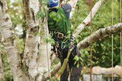 Tree Care Services to Transform Your Yard into a Lush Paradise