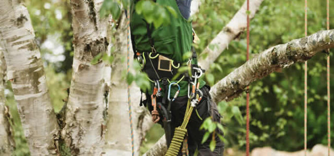 Tree Care Services to Transform Your Yard into a Lush Paradise
