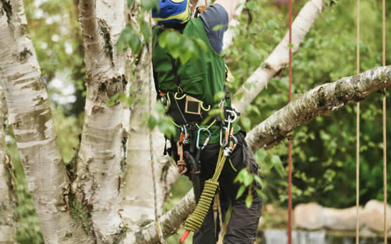 Tree Care Services to Transform Your Yard into a Lush Paradise