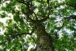 The Silent Killer: Protecting Your Ash Trees from Destruction