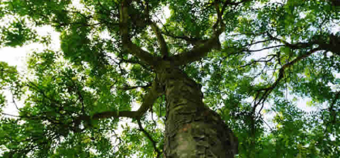 The Silent Killer: Protecting Your Ash Trees from Destruction