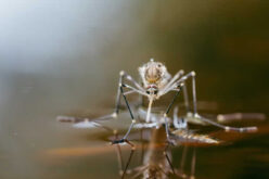 Seasonal Pest Control: Preparing Your Home for Each Season