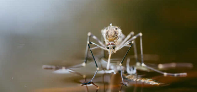 Seasonal Pest Control: Preparing Your Home for Each Season