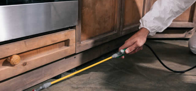 Dealing With Unwanted Guests: What To Do When You Find Pests During a Renovation
