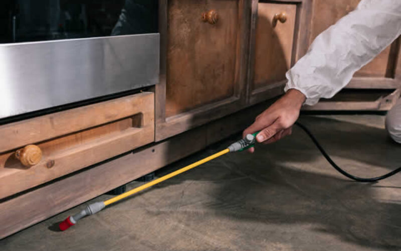 Dealing With Unwanted Guests: What To Do When You Find Pests During a Renovation