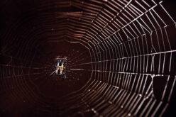 Spiders in the House? The Good, the Bad, and the Ugly