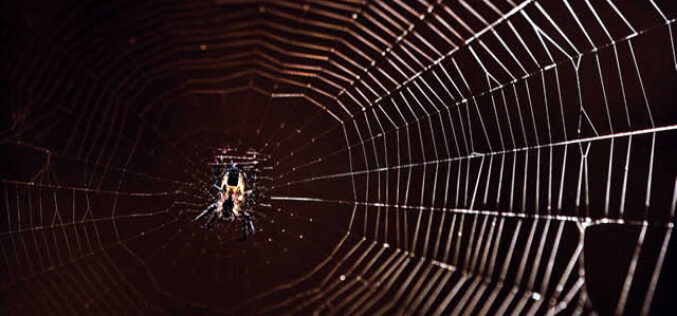 Spiders in the House? The Good, the Bad, and the Ugly