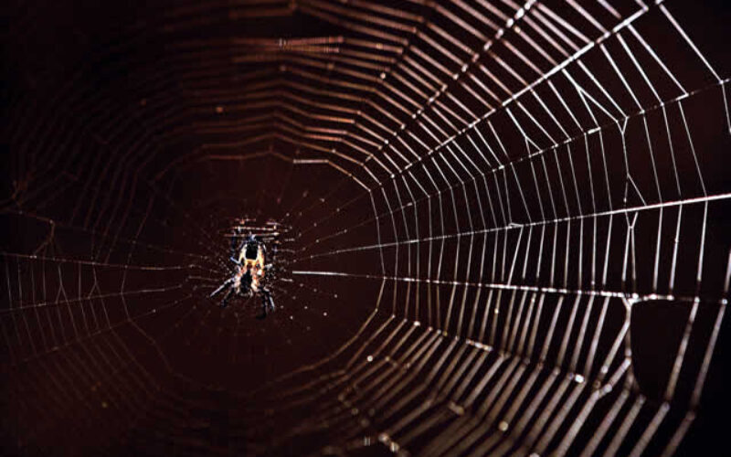 Spiders in the House? The Good, the Bad, and the Ugly
