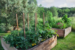 Grow Upward and Flourish with Raised Garden Beds