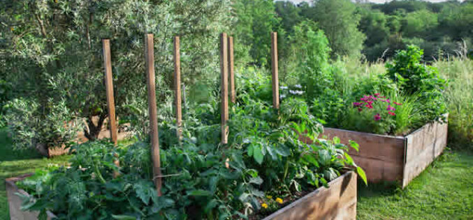 Grow Upward and Flourish with Raised Garden Beds