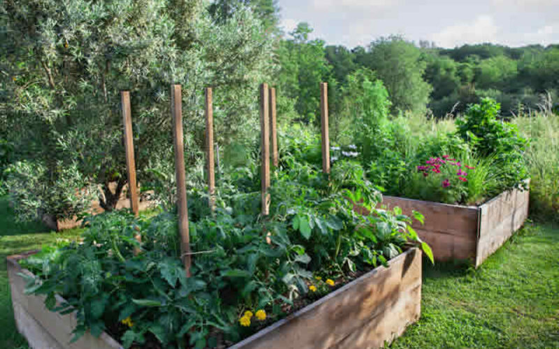Grow Upward and Flourish with Raised Garden Beds