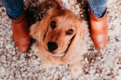 How To Get The Pet Urine Smell Out Of The Carpet?