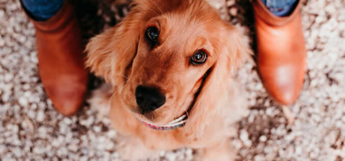 How To Get The Pet Urine Smell Out Of The Carpet?