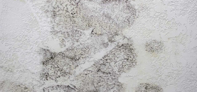 What Items To Keep Or Discard After A Mold Encounter?