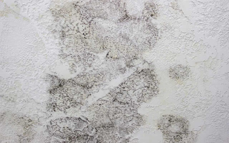 What Items To Keep Or Discard After A Mold Encounter?