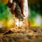 Cultivating Success with Soil Alternatives for a Lush Spring Garden
