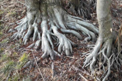 Protect Your Home: How Tree Roots Can Cause Foundation Damage