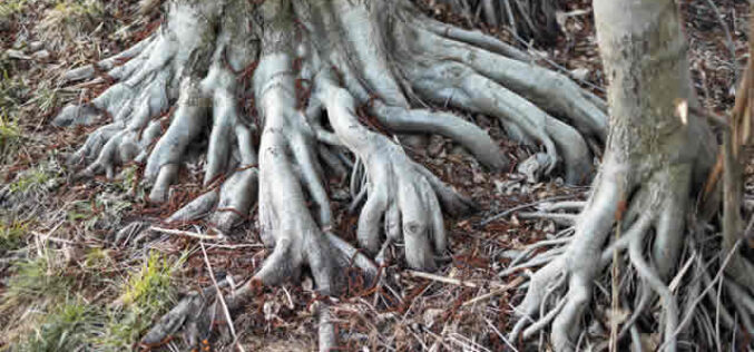 Protect Your Home: How Tree Roots Can Cause Foundation Damage