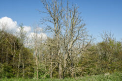A Quick Guide to Taking Care of Your Trees During a Drought