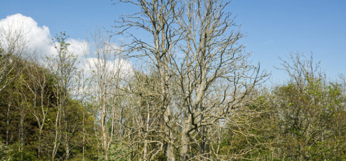 A Quick Guide to Taking Care of Your Trees During a Drought