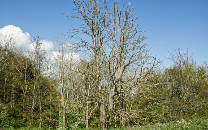 A Quick Guide to Taking Care of Your Trees During a Drought