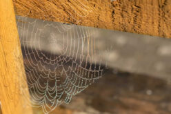 Top Strategies for Spider Control in Basements and Attics
