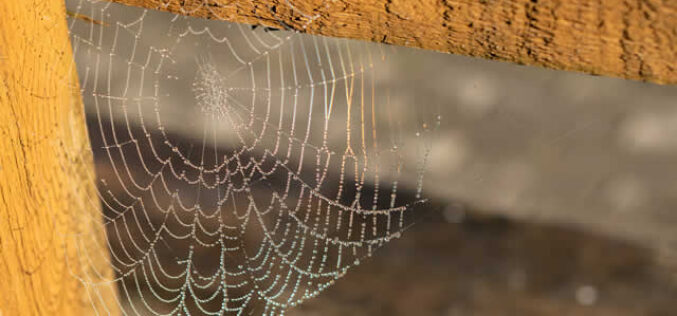 Top Strategies for Spider Control in Basements and Attics