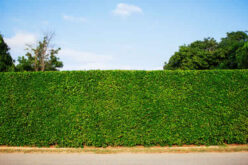 Living Fences: Transforming Your Property with Natural Privacy