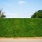 Living Fences: Transforming Your Property with Natural Privacy