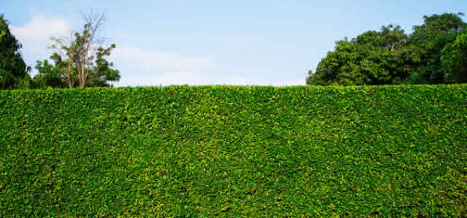 Living Fences: Transforming Your Property with Natural Privacy
